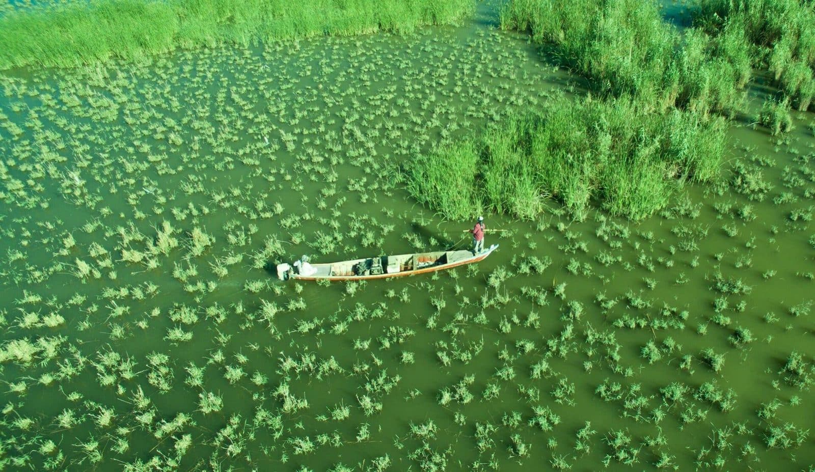 A Marsh Arab poling a mashoof through the reeds